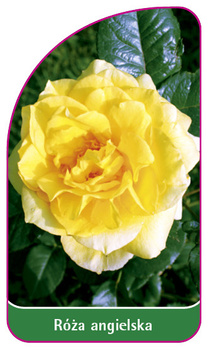 Roza angielska Nr. 501