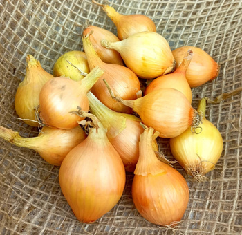 Cebula Dymka III Wolska - KOMPLET 250G