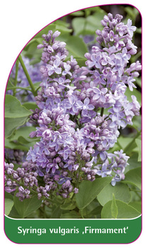 Syringa vulgaris ,Firmament'