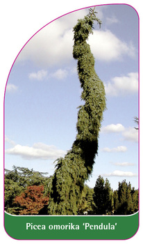 Picea omorika "Pendula