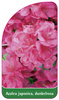 Azalea japonica, dunkelrosa