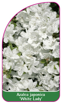 Azalea japonica 'White Lady'