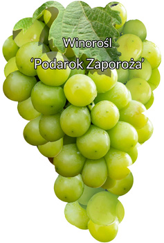 Winorośl Podarok Zaporoża