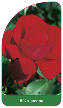 Róza pienna Nr. 14