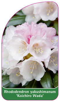 Rhododendron yakushimanum 'Koichiro Wada'