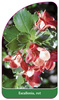 Escallonia, rot