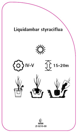 Liquidambar styraciflua
