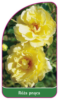 Róza pnąca Nr. 325 B