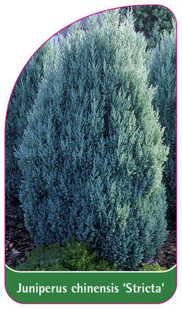 Juniperus chinensis 'Stricta'