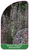 Berberis thunbergii 'Helmond Pillar'