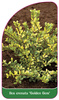 Ilex crenata 'Golden Gem'