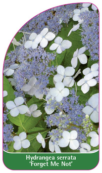 Hydrangea serrata 'Forget Me Not'