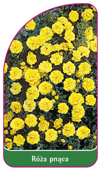 Róza pnąca Nr. 313 A