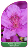 Azalea japonica 'Königstein'