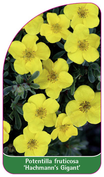 Potentilla fruticosa 'Hachmann's Giant'