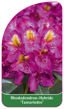 Rhododendron-Hybride 'Tamarindos'