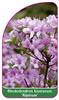 Rhododendron kiusianum 'Alpinum'