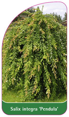 Salix integra 'Pendula'
