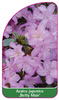 Azalea japonica 'Betty Muir'