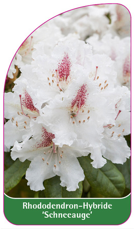 Rhododendron-Hybride 'Schneeauge'