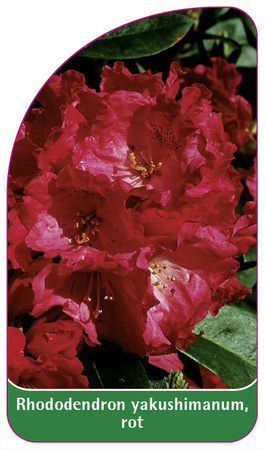 Rhododendron yakushimanum, rot