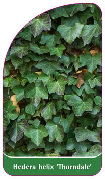 Hedera helix 'Thorndale'