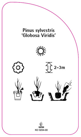 Pinus sylvestris 'Globosa Viridis'