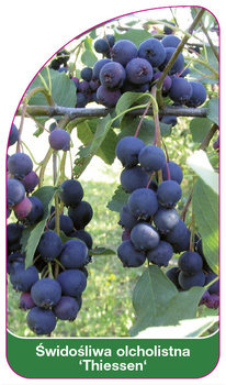 Sléz olšolistý 'Thiessen'