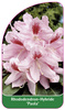 Rhododendron-Hybride 'Paola'