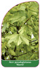Acer pseudoplatanus 'Nizetii'