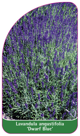 Lavandula angustifolia 'Dwarf Blue'