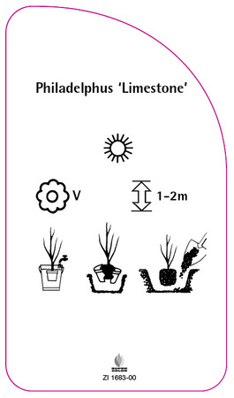 Philadelphus 'Limestone'