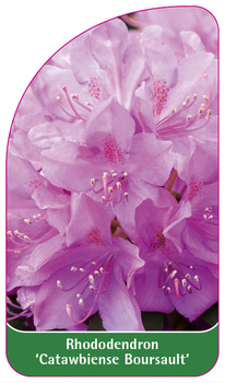 Rhododendron 'Catawbiense Boursault'