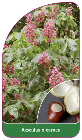 Aesculus x carnea