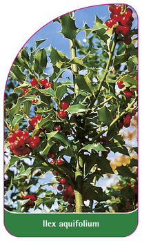 Ilex aquifolium