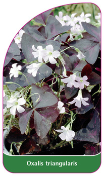 Oxalis triangularis