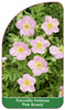 Potentilla fruticosa 'Pink Beauty'