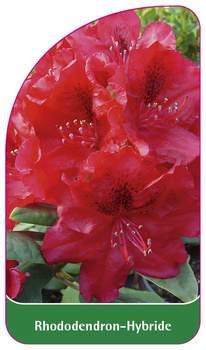 Rhododendron-Hybride