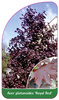 Acer platanoides 'Royal Red'