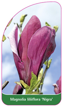 Magnolia liliiflora 'Nigra'