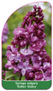 Syringa vulgaris 'Esther Staley'