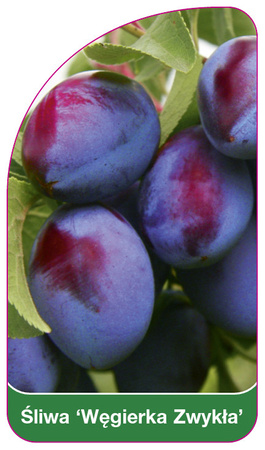 Prun "caprifoi galez" (Welsh honeysuckle)