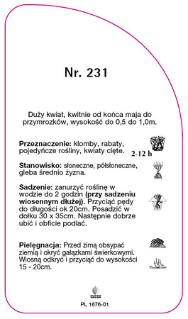 Róza wielkokwiatowa Nr. 231