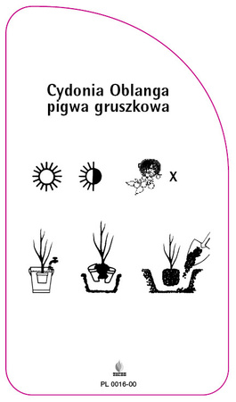 Cydonia Oblanga pigwa gruszkowa