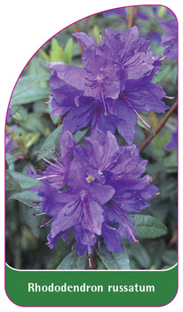 Rhododendron russatum