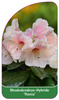 Rhododendron-Hybride 'Hania'