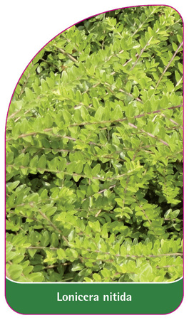 Lonicera nitida