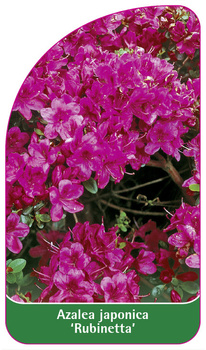 Azalea japonica 'Rubinetta'