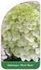 Hortensia 'Mont Blanc'