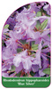 Rhododendron hippophaeoides 'Blue Silver'